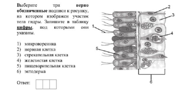 Адрес кракена