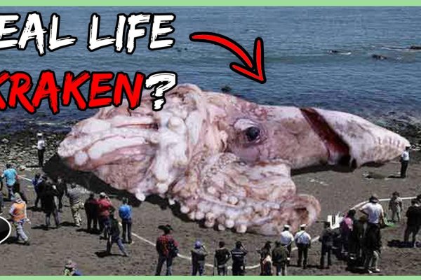 Kraken dark market