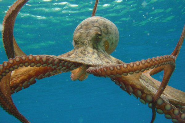 Kraken 22 аt